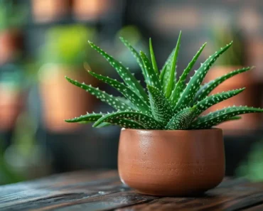 8 utrolig tips alle med en aloe vera-plante i hjemmet bør vite om