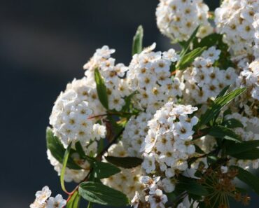 Bjørkebladspirea – Komplett Guide