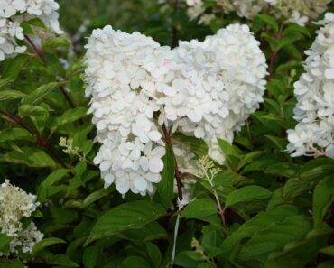 Syrinhortensia – planting og stell