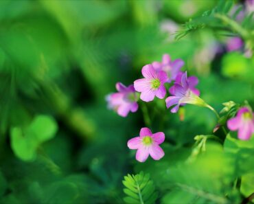 Lykkekløver – planting og stell